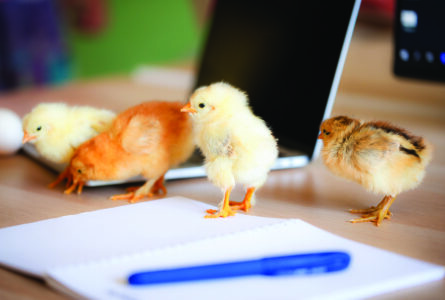 Country Lore: Compiling an Emergency Planning Notebook Image